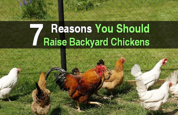 www.backyardchickens.com – Backyard chickens Sign Up – Backyardchickens Login